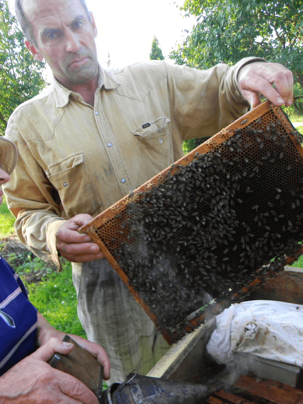 Beekeeper Donatas standing tall, holding a honeycomb with his hands